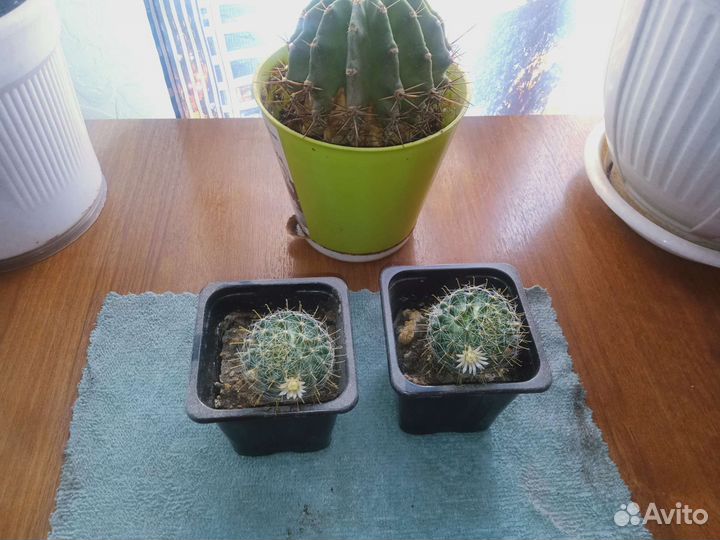 Кактус цветущий