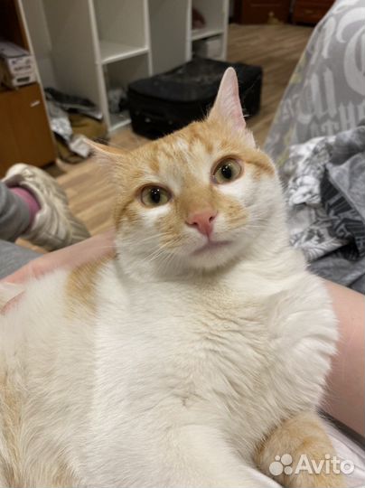 Рыжый котик