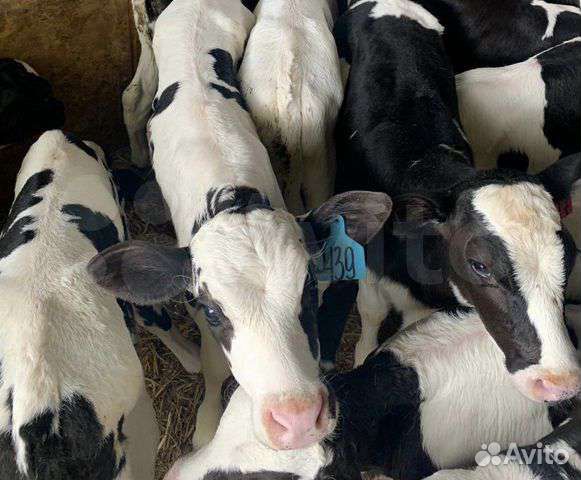 Телята мясные