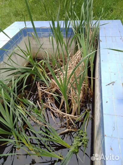 Водяное растение камыш