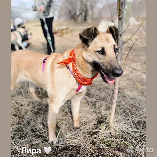 Лира из приюта