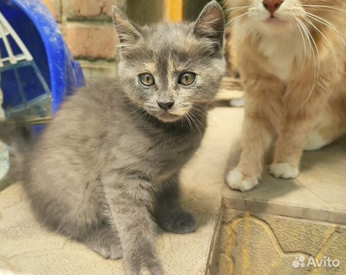 Котенок помесь британца и курильского бобтейла