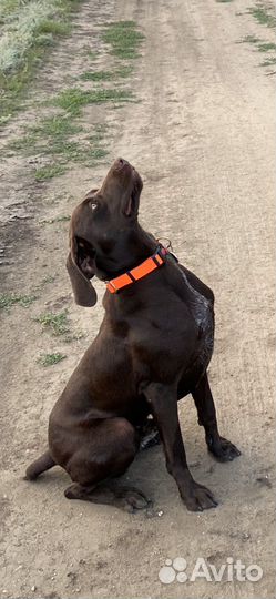 Вязка курцхаар