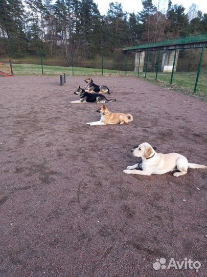 Кинолог с выездом, дрессировка собак всех пород