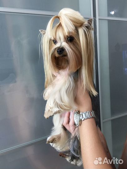 Груминг собак