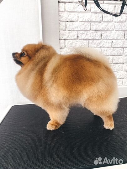 Стрижка собак зоостудия Novik groom