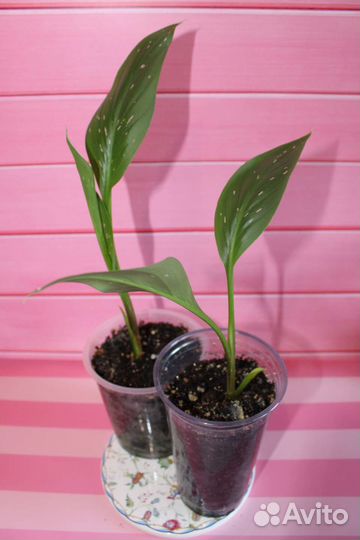 Калла желтая