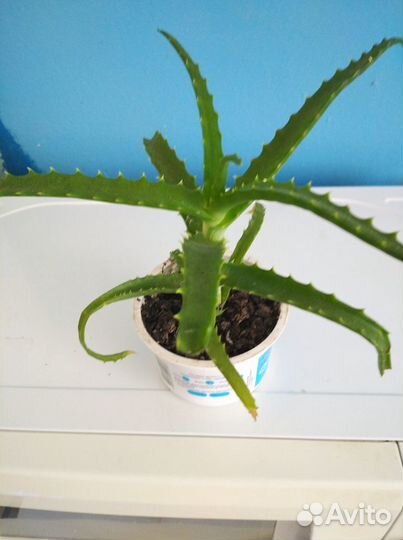 Алоэ столетник