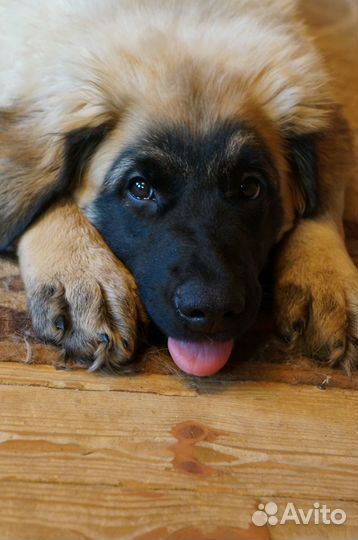 Леонбергер/щенки