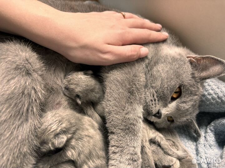 Шатланские котята