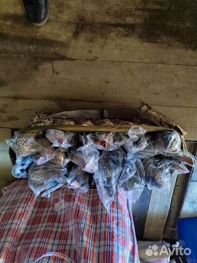 Чучела уток для охоты