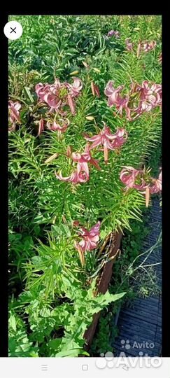 Растения для сада