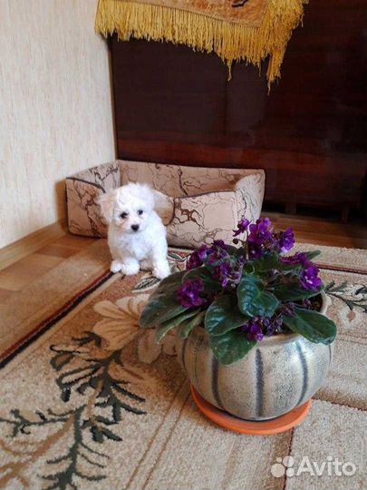 Щенки бишон фризе