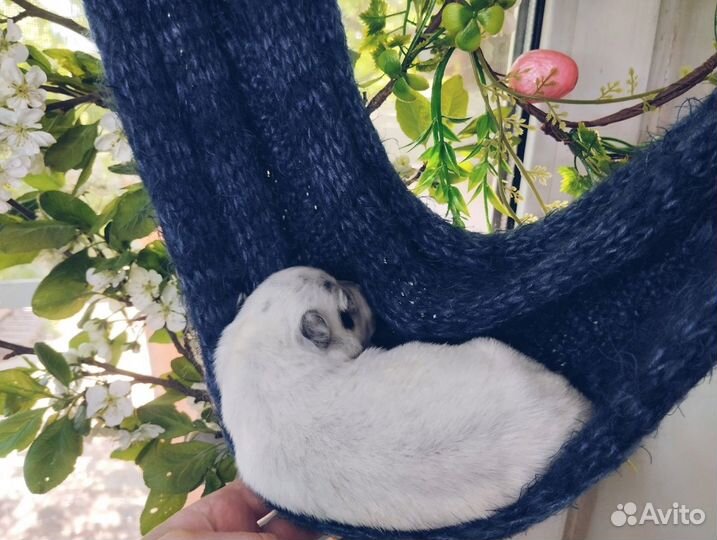 Австралийский хилер девочка шоу