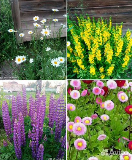 Многолетние цветы для сада