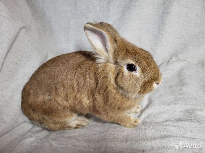 Декоративный кролик