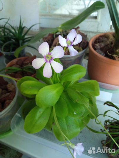 Жирянки, сингониумы, маранта, пеперомии