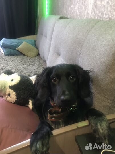 Русский спаниель