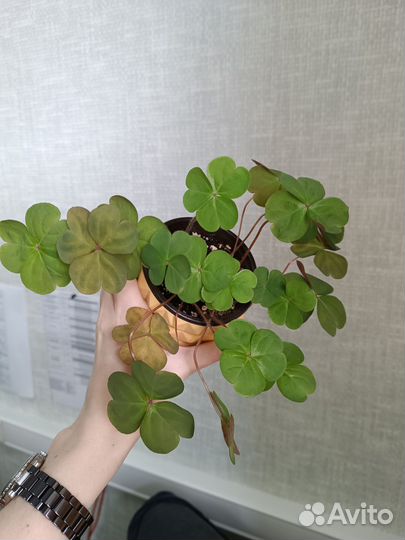 Кислица оксалис