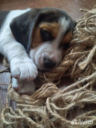 Щенки бигль