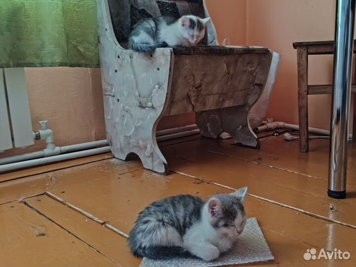 Отдаем трех котят в добрые руки