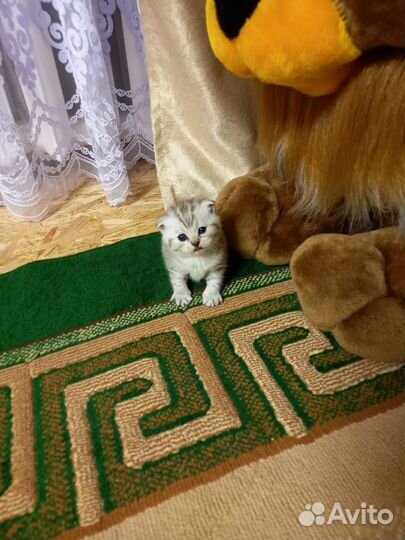 Вислоухие и прямоухие котята