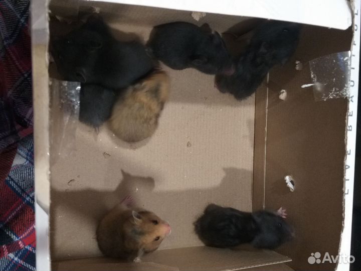 Сирийский хомяк бесплатно