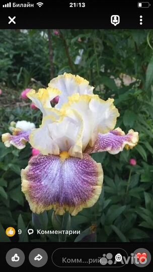 Ирисы гофрированные