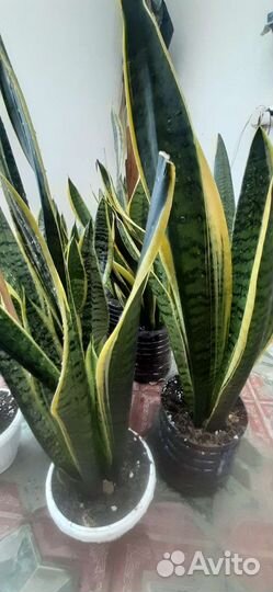 Сансивиерии разные сорта