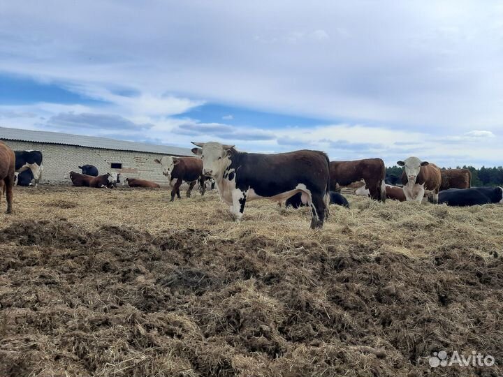 Быки на племя