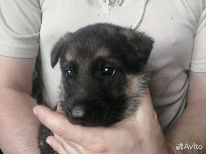 Щенки немецкой овчарки