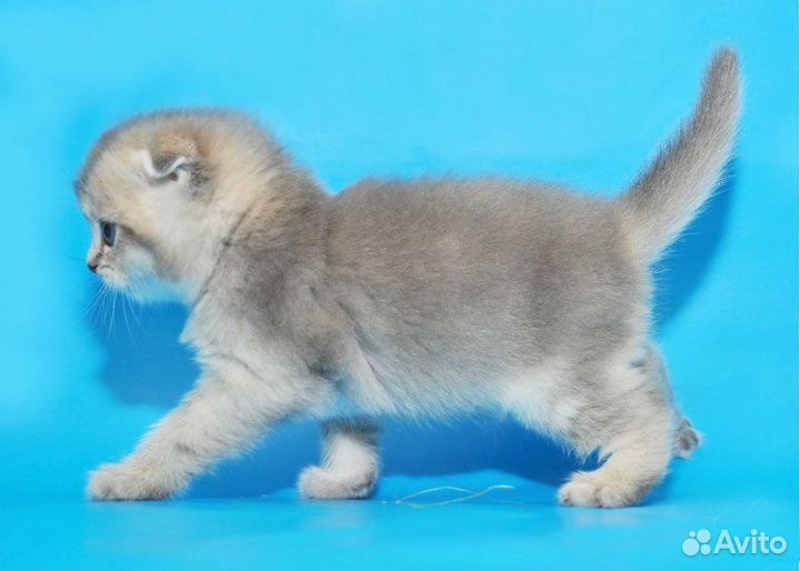 Шотландские котята