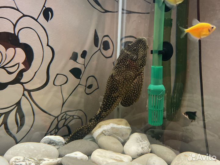 Аквариумные рыбки сомик