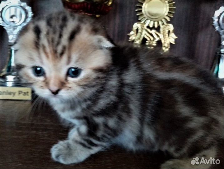 Британские котята разных окрасов