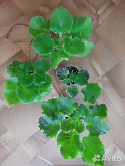 Фиалки сортовые. Детки и пасынки. Листовые черенки