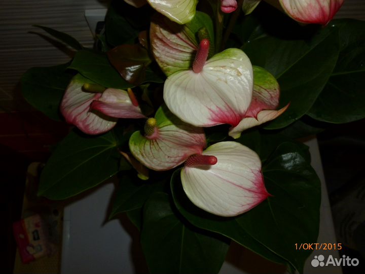 Всегда в наличии Антуриумы