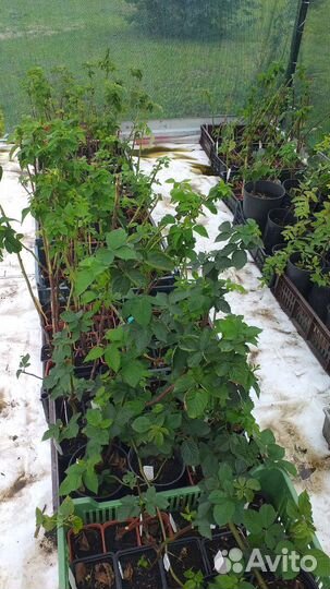 Саженцы малинового дерева Таруса. Патриция, Зюгана