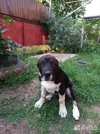 Среднеазиатская овчарка Алабай сао