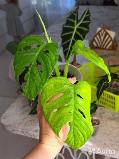 Монстера Манки маск (Адансона)