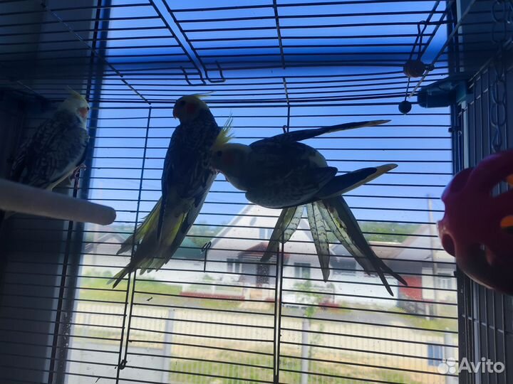 Попугай корелла