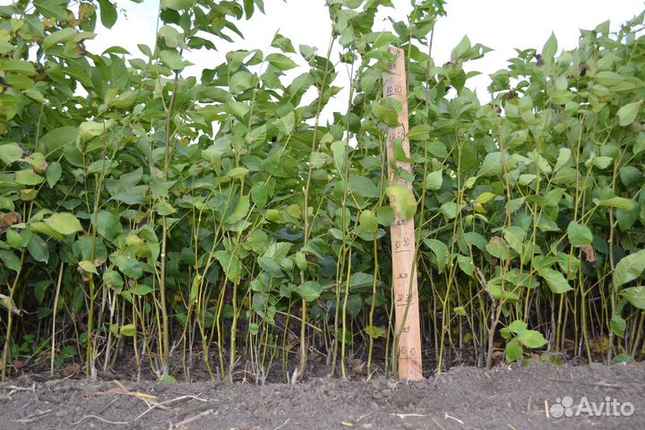 Орех грецкий