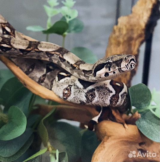 Императорский удав