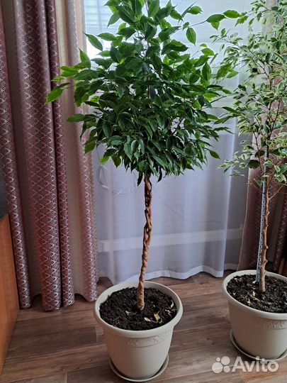 Фикус бенджамина 1,5 м