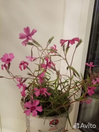 Шировидные флоксы