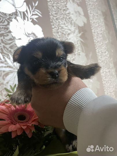 Йоркширский терьер