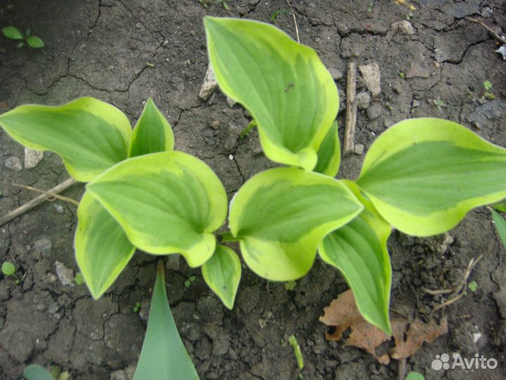 Рассада многолетних цветов