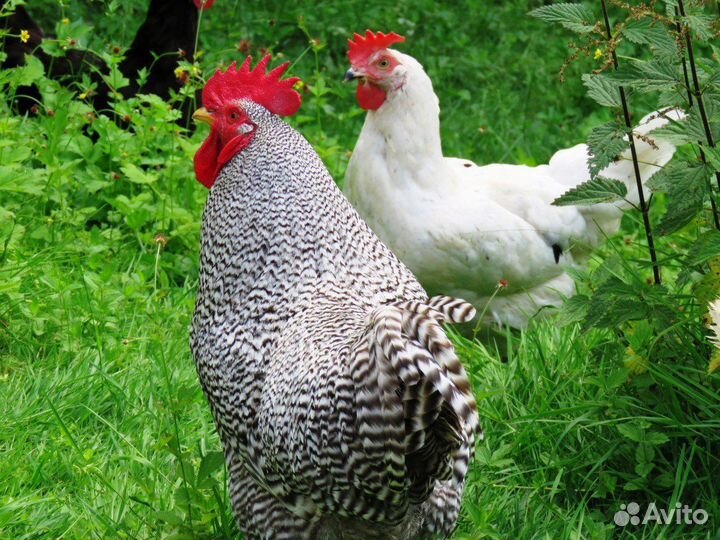 Куры молодки