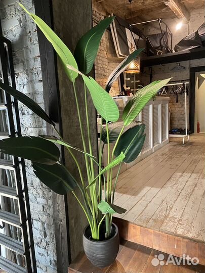 Искусственные деревья: Фикус, Пальма, Осока