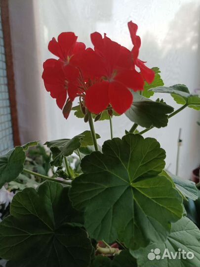 Комнатные цветы