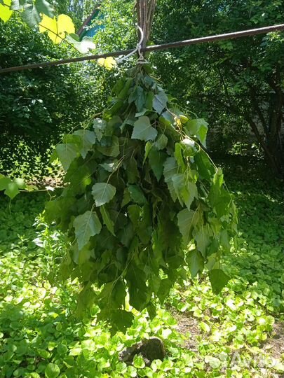 Берёзовый веник для бани